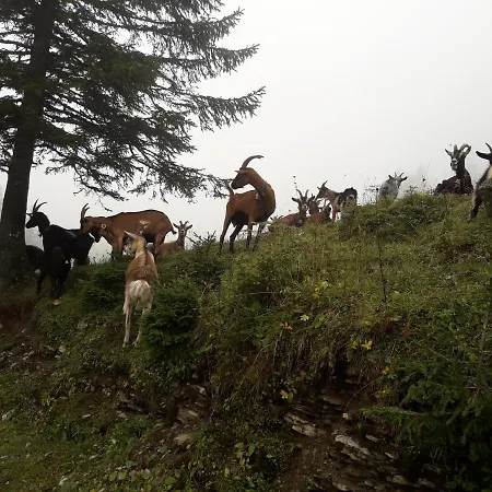 Jaegerhaus Appartement Andelsbuch