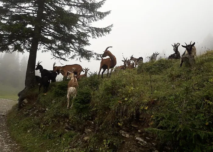 Jaegerhaus Apartmán Andelsbuch